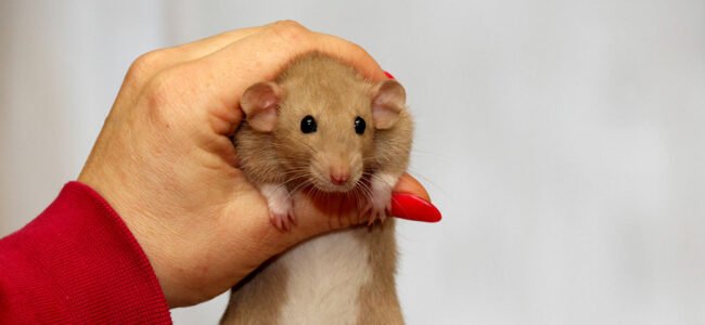 Les gestes de prévention contre les rats et les souris