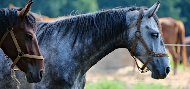 ferme en pleine forme