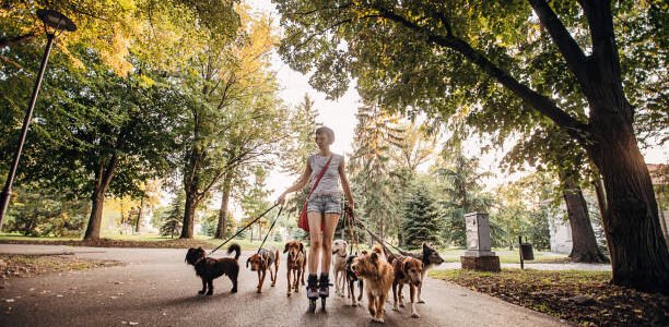 Pet sitter